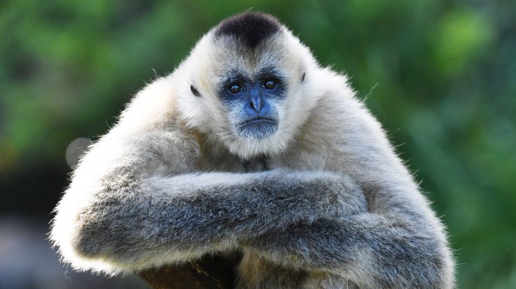 Cupa Mondială: Un gibon de la grădina zoologică din Zagreb prezice victoria Croației contra Argentinei