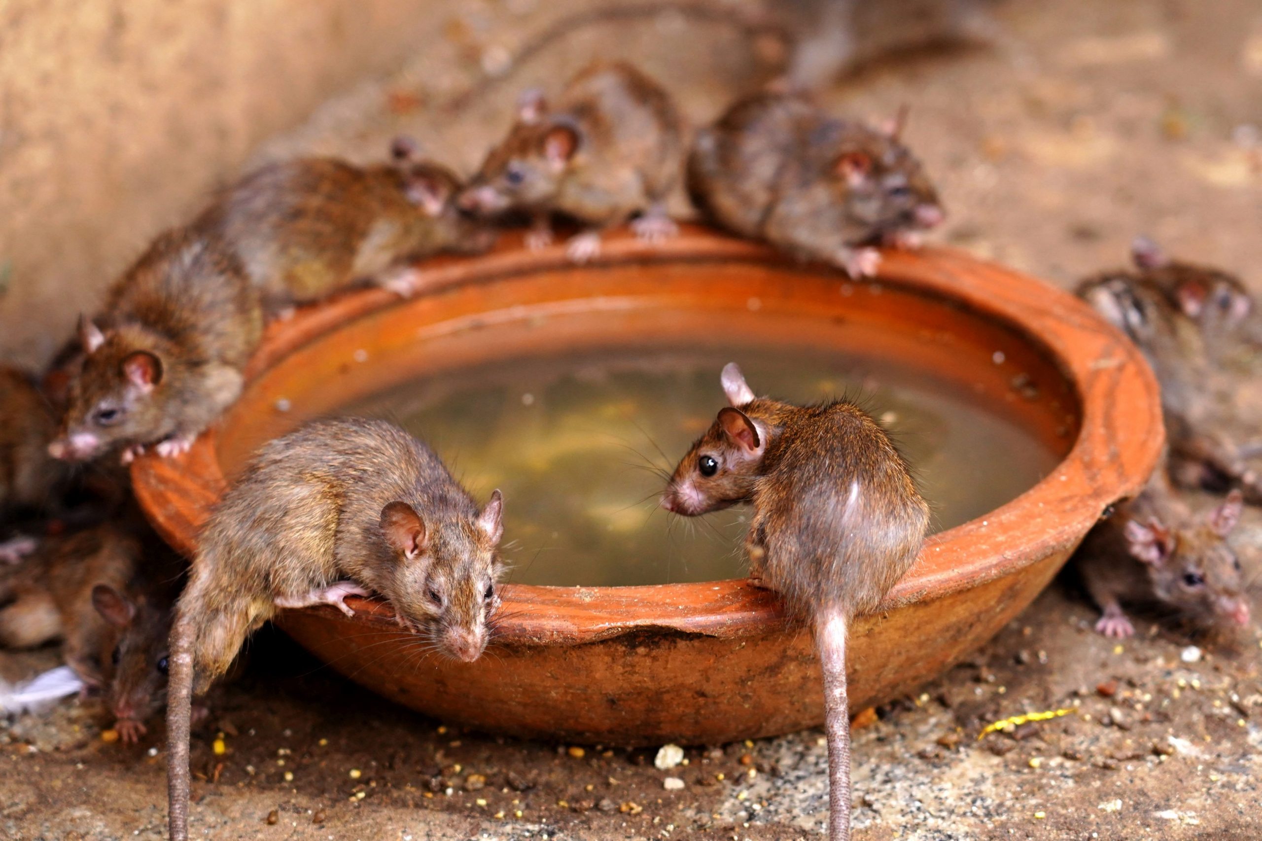 14.000 de dolari, salariul lunar pentru cei care stârpesc șobolanii din New York