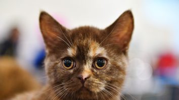 Fishtopher, „cea mai tristă pisică din lume”, a fost adoptată