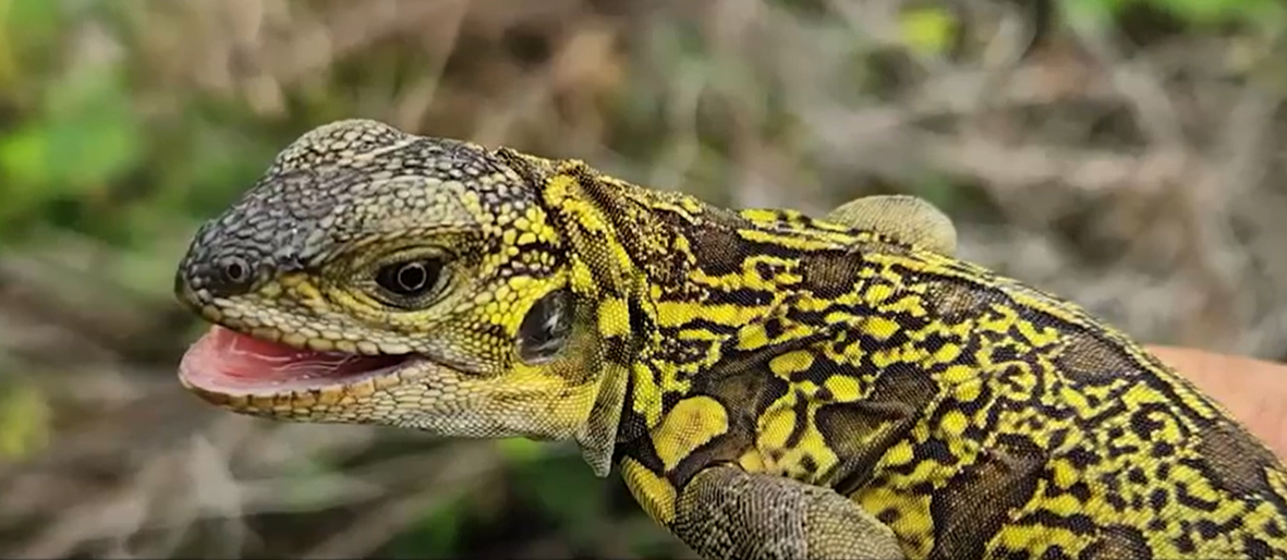 Cercetătorii au descoperit primii pui de iguană roz pe cale de dispariție. Motivul pentru care numărul lor este în scădere