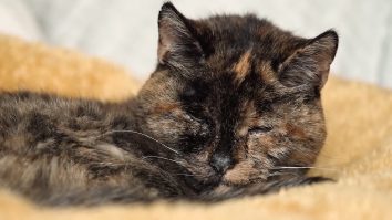 VIDEO. Faceți cunoștință cu „Dave”, pisica cu care doi jucători englezi pleacă din Qatar