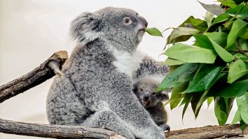 VIDEO. Pământul ar putea pierde peste 10% din speciile de plante şi animale până la sfârşitul secolului