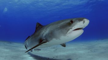 Regizorul Steven Spielberg „regretă” că rechinii au fost „decimați” după succesul filmului „Jaws”