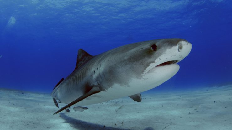 Regizorul Steven Spielberg „regretă” că rechinii au fost „decimați” după succesul filmului „Jaws”