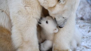 STUDIU. Urșii polari dispar rapid în nordul Canadei