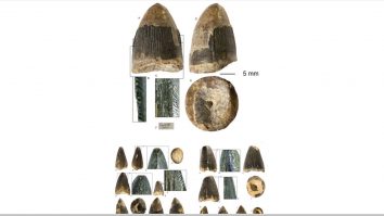 Sibiu: Dinţii crocodililor care au trăit acum 34 de milioane de ani la Turnu Roşu, expuşi la muzeu