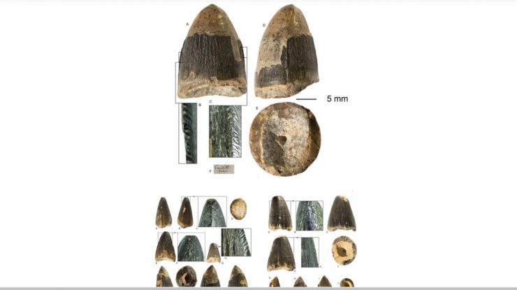 Sibiu: Dinţii crocodililor care au trăit acum 34 de milioane de ani la Turnu Roşu, expuşi la muzeu