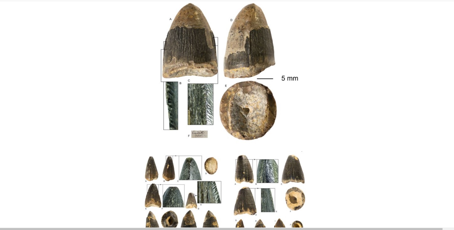 Sibiu: Dinţii crocodililor care au trăit acum 34 de milioane de ani la Turnu Roşu, expuşi la muzeu