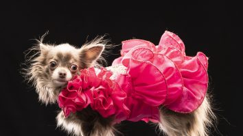 Un chihuahua își învinge anxietatea cu ajutorul unor concursuri canine