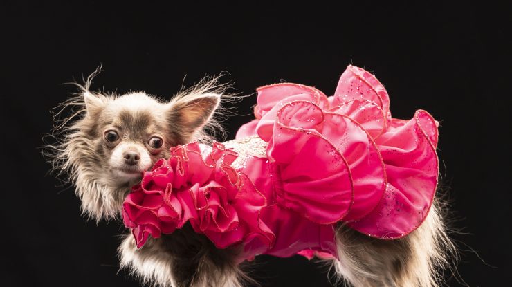 Un chihuahua își învinge anxietatea cu ajutorul unor concursuri canine
