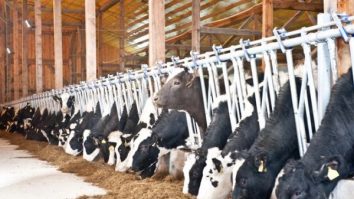 Comisia Europeană aprobă schema de ajutor de stat pentru sprijinirea crescătorilor de bovine din România