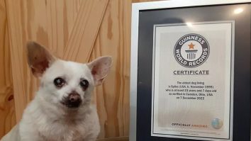 Faceți cunoștință cu cel mai bătrân câine din lume! Spike, un chihuahua de 23 de ani care adoră să facă baie și să mănânce Doritos