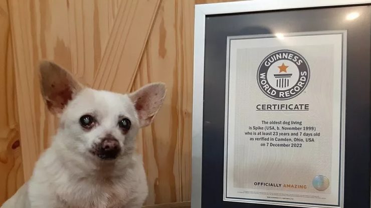Faceți cunoștință cu cel mai bătrân câine din lume! Spike, un chihuahua de 23 de ani care adoră să facă baie și să mănânce Doritos