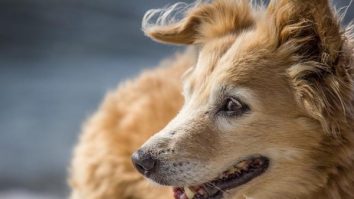 FNPA a găsit soluţia după tragedia care a avut loc la lacul Morii: sterilizarea în masă a câinilor din România