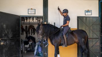 China: Un cal clonat deschide un nou viitor pentru sporturile ecvestre