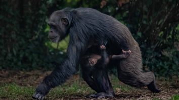 O grădină zoologică din Anglia anunță nașterea unui cimpanzeu vestic aflat în pericol critic de dispariție