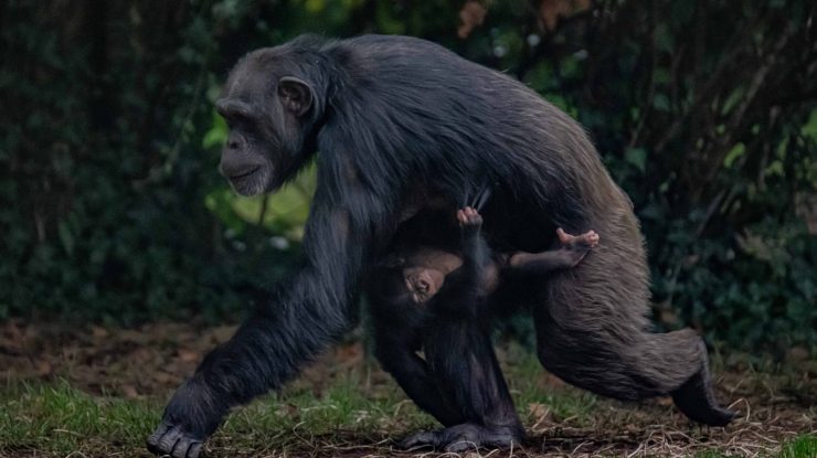 O grădină zoologică din Anglia anunță nașterea unui cimpanzeu vestic aflat în pericol critic de dispariție