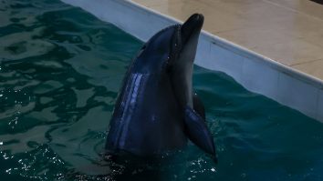 STUDIU. Delfinii „țipă” unii la alții pentru a compensa zgomotul de fond produs de oameni