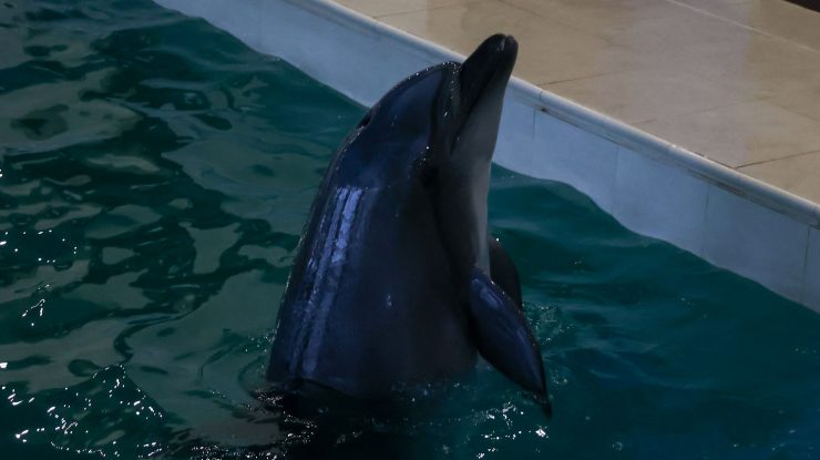 STUDIU. Delfinii „țipă” unii la alții pentru a compensa zgomotul de fond produs de oameni