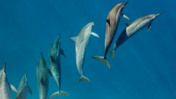 STUDIU. Delfinii nu pot comunica la fel de eficient atunci când sunt expuși la zgomotele produse de oameni