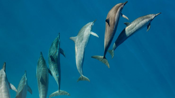 STUDIU. Delfinii nu pot comunica la fel de eficient atunci când sunt expuși la zgomotele produse de oameni