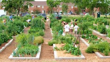 STUDIU. Grădinăritul comunitar ar putea juca un rol important în prevenirea cancerului și a tulburărilor de sănătate mintală