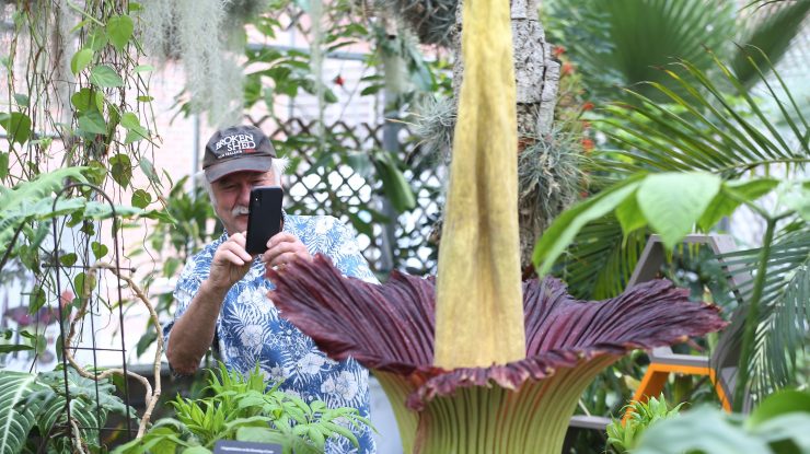 Mii de oameni stau la coadă pentru a mirosi cea mai puturoasă floare din lume