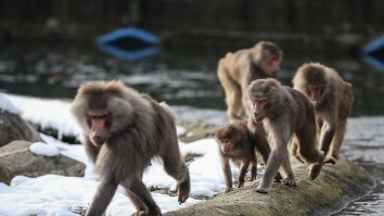 STUDIU. Babuinii pot trece fără efort de la mersul în patru picioare la mersul în două