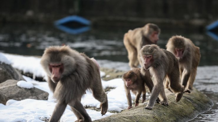 STUDIU. Babuinii pot trece fără efort de la mersul în patru picioare la mersul în două