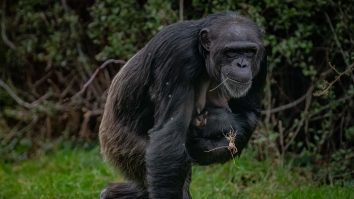 Una dintre cele mai rare specii de cimpanzeu ar mai putea avea o șansă