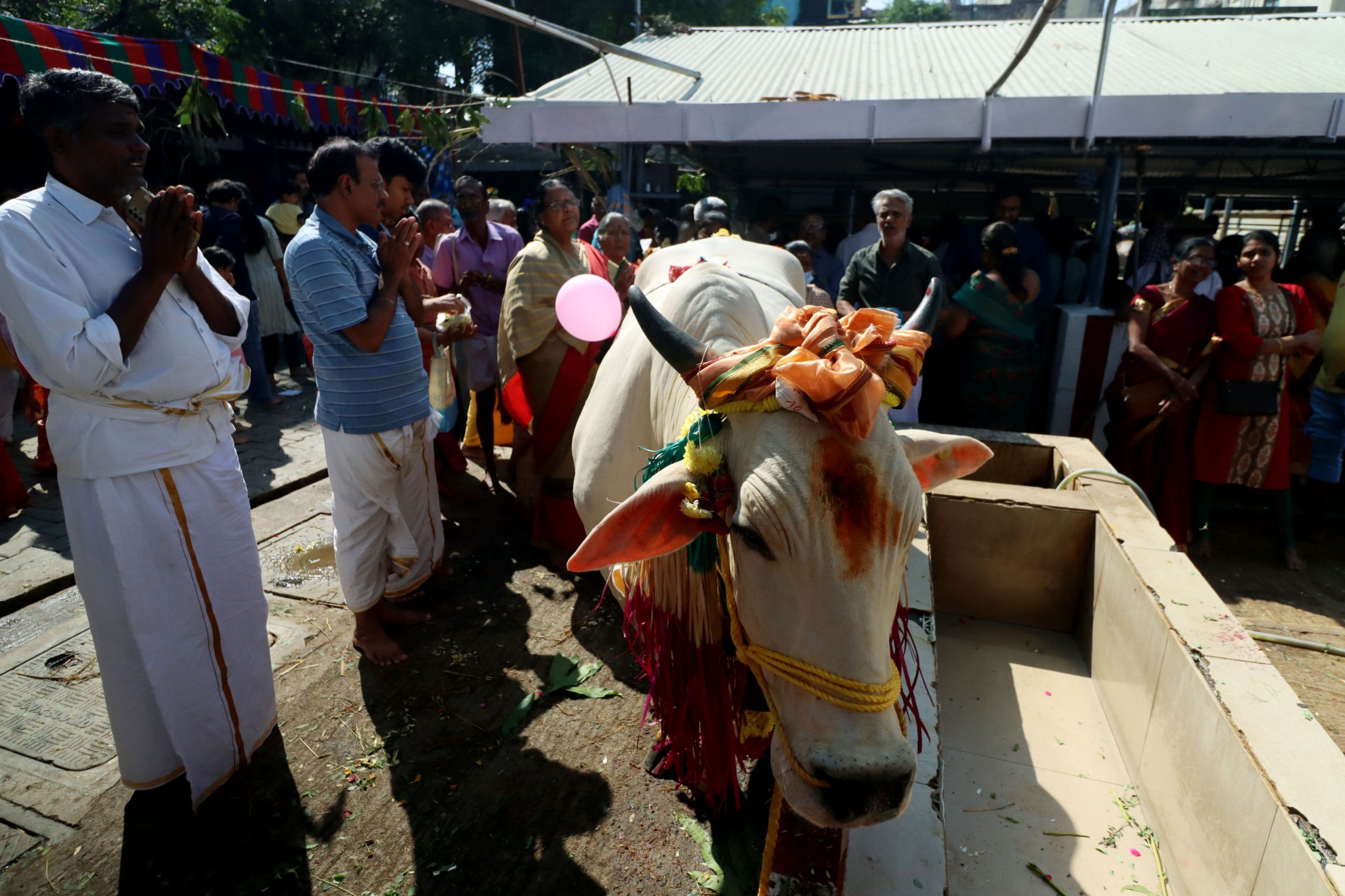 Toate problemele lumii ar fi rezolvate dacă nu s-ar mai vărsa sânge de vacă, spune un judecător