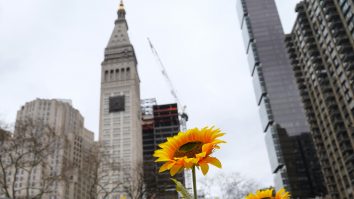 Un frumos pat de 333 de floarea-soarelui a fost instalat în Flatiron, New York, în sprijinul Ucrainei de Ziua Integrității