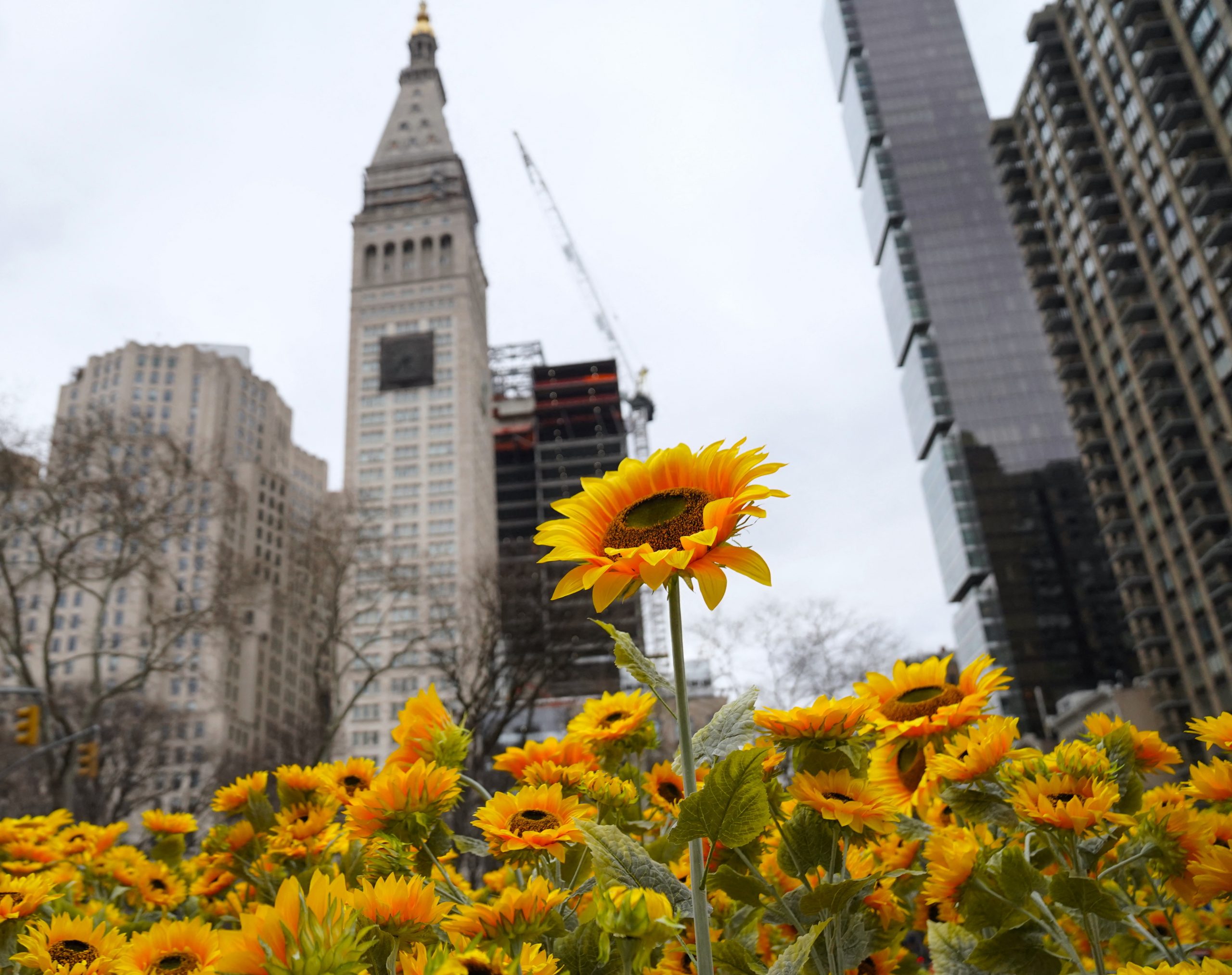 Un frumos pat de 333 de floarea-soarelui a fost instalat în Flatiron, New York, în sprijinul Ucrainei de Ziua Integrității