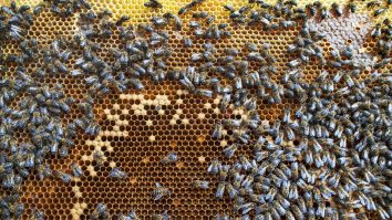 STUDIU. SUA a aprobat utilizarea primului vaccin pentru albine
