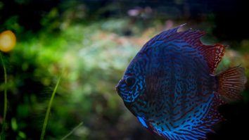 STUDIU. Albirea coralilor duce la lupte „inutile” între pești: „Sursa de hrană scade drastic”