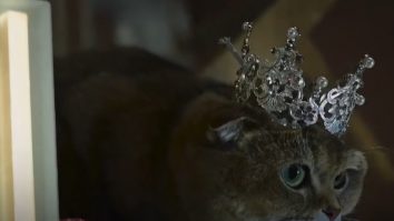 Sute de pisici au participat la un concurs de frumusețe în Erbil, Irak