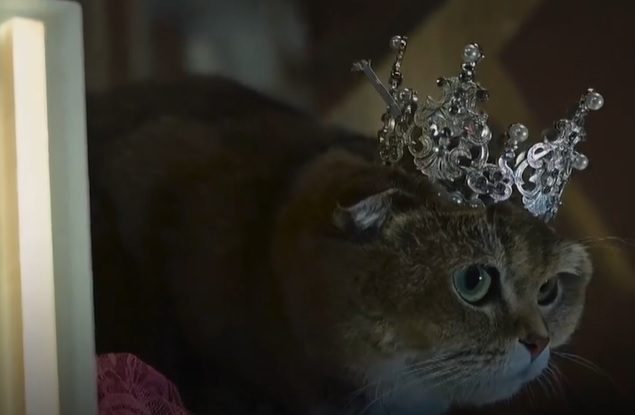 Sute de pisici au participat la un concurs de frumusețe în Erbil, Irak