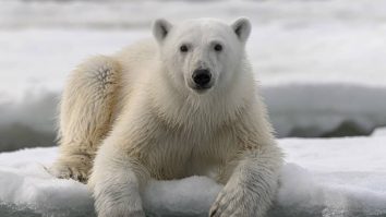 Un urs polar a ucis o femeie și un băiat în Alaska