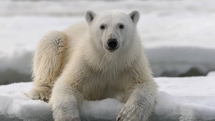 Un urs polar a ucis o femeie și un băiat în Alaska