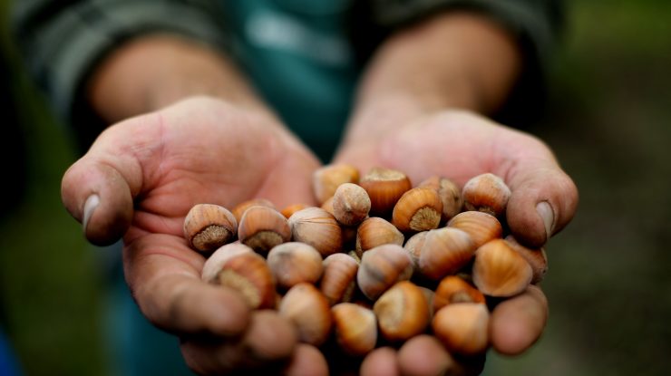 Numărul de fructe cu coajă lemnoasă pe care ar trebui să le consumați pe zi pentru a reduce riscul de boli cardiovasculare