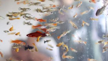 Peștii au preluat controlul asupra Nintendo Switch-ului unui YouTuber în timpul unui livestream. Au cumpărat cu cardul, au creat un cont PayPal și chiar au trimis un e-mail