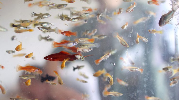 Peștii au preluat controlul asupra Nintendo Switch-ului unui YouTuber în timpul unui livestream. Au cumpărat cu cardul, au creat un cont PayPal și chiar au trimis un e-mail