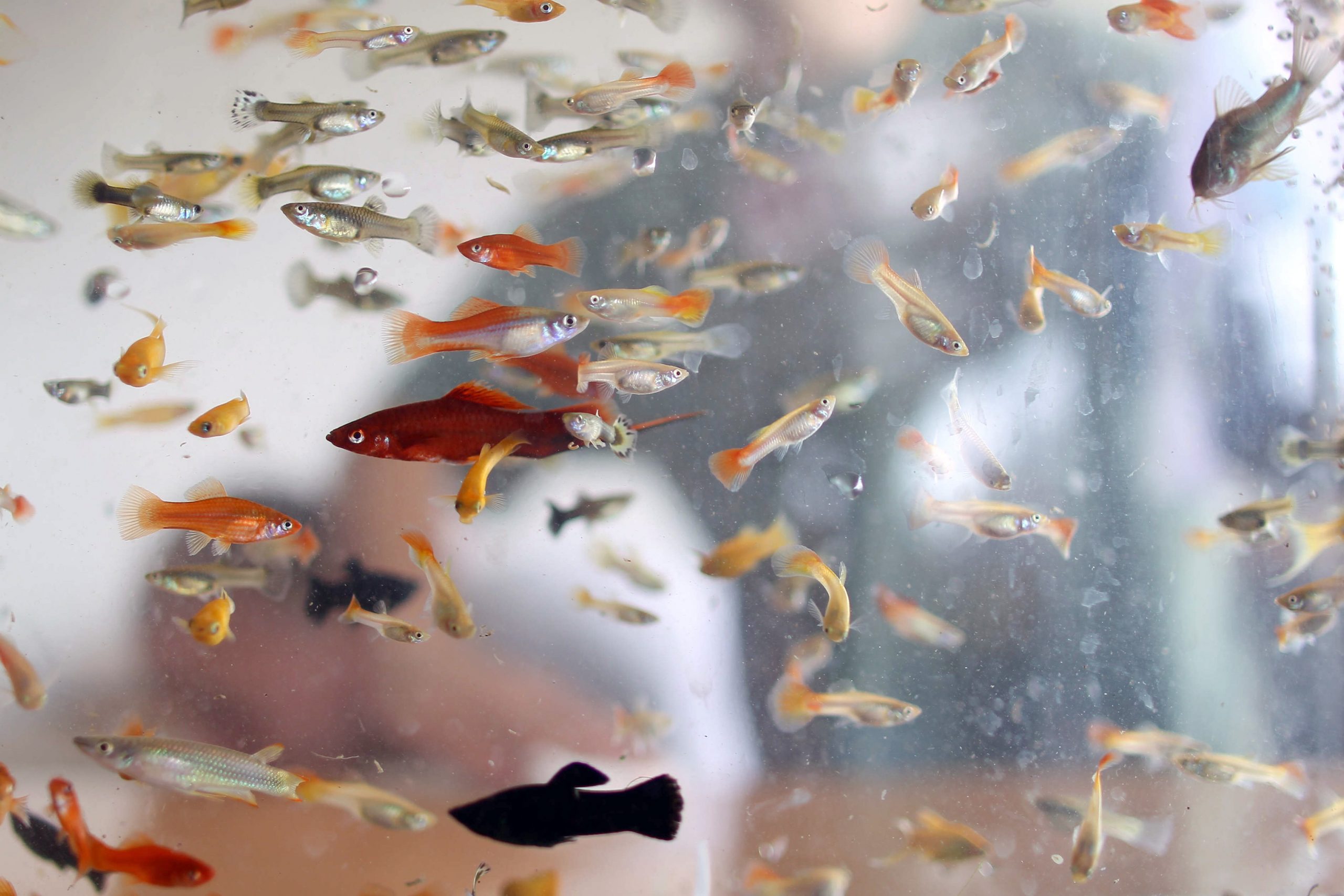 Peștii au preluat controlul asupra Nintendo Switch-ului unui YouTuber în timpul unui livestream. Au cumpărat cu cardul, au creat un cont PayPal și chiar au trimis un e-mail