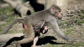 Mister la grădina zoologică: o maimuță a rămas însărcinată deși a stat singură într-o cușcă timp de doi ani