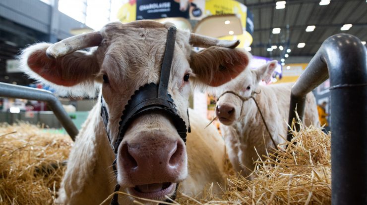 De Ziua Îndrăgostiților, autoritățile indiene îi îndeamnă pe cetățeni să „îmbrățișeze o vacă”