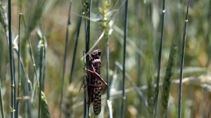 Qatar interzice alimentele care conțin insecte