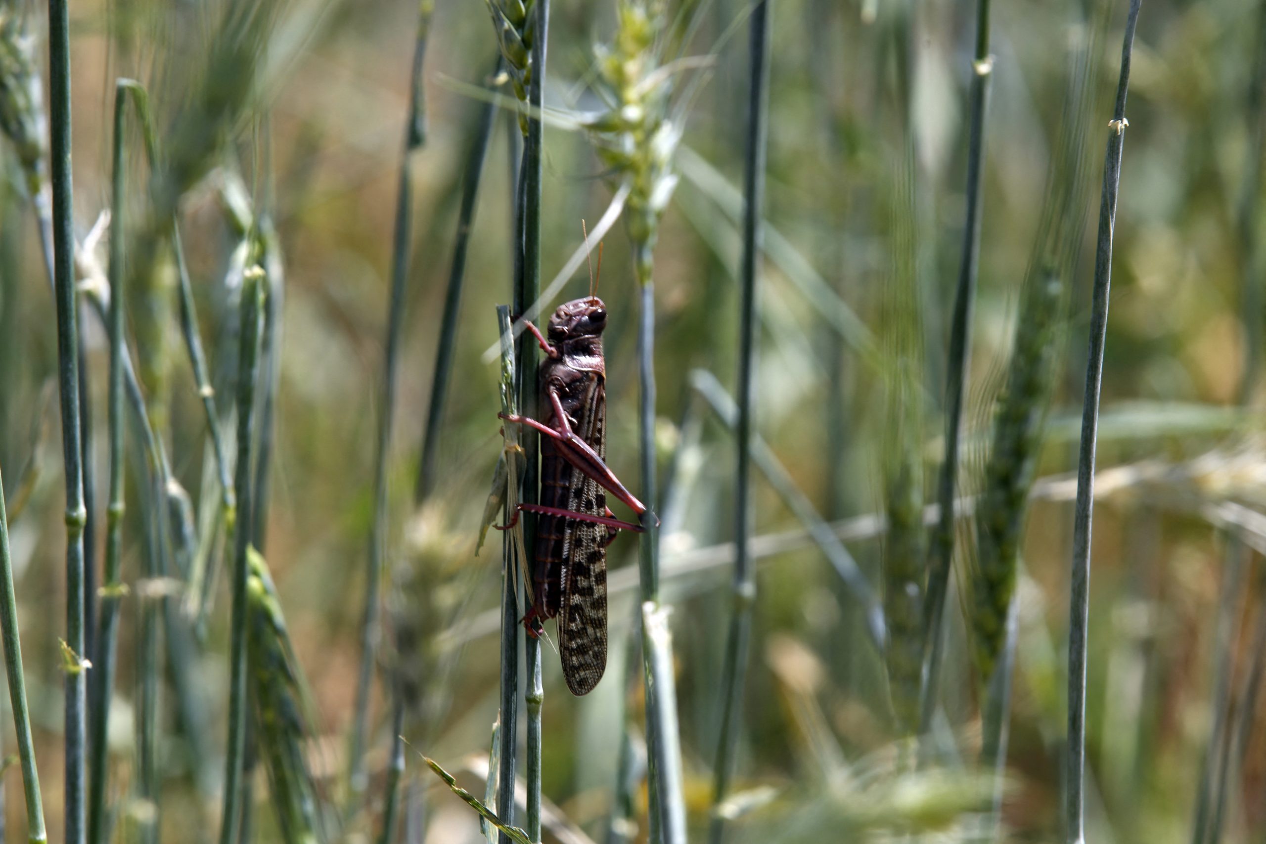 Qatar interzice alimentele care conțin insecte