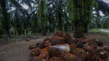 Agricultură cu ajutorul AI. Cum ar putea contribui inteligența artificială la creșterea randamentelor agricole la nivel mondial