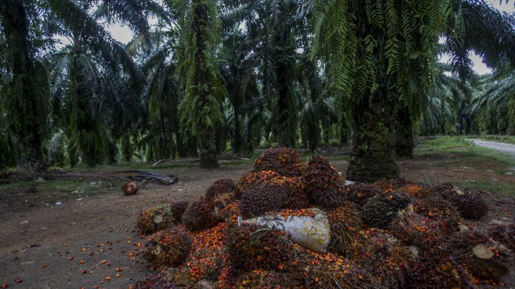 Agricultură cu ajutorul AI. Cum ar putea contribui inteligența artificială la creșterea randamentelor agricole la nivel mondial