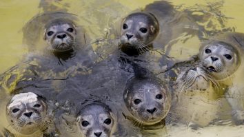 Ascultă sunetele „ciudate” ale polilor Pământului: Zgomote rar auzite în Arctica și Antarctica, inclusiv gheața care „cântă”